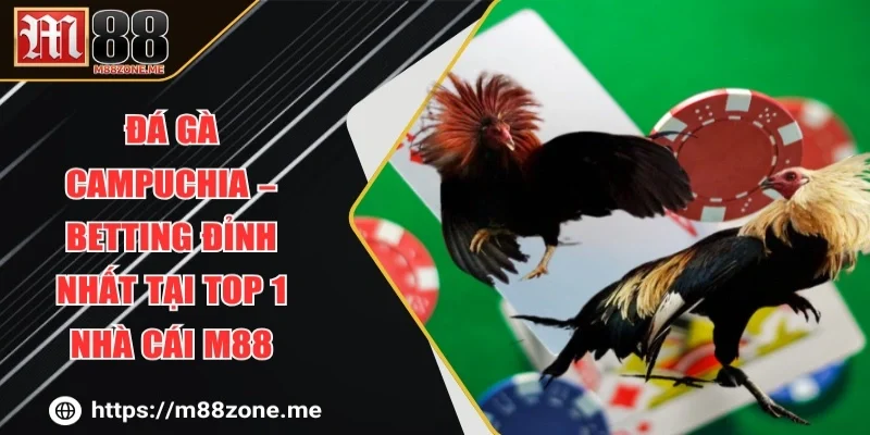 Đá Gà Campuchia – Betting Đỉnh Nhất Tại Top 1 Nhà Cái M88