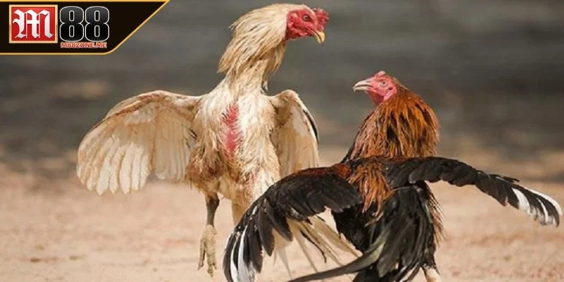 Giới thiệu về trực tiếp đá gà